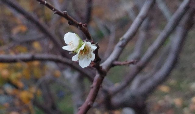 Kışın ortasında bahar sürprizi: İnatçı erik çiçek açtı