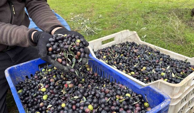 Orta Sakarya Vadisi’nde Zeytin Hasadında Final
