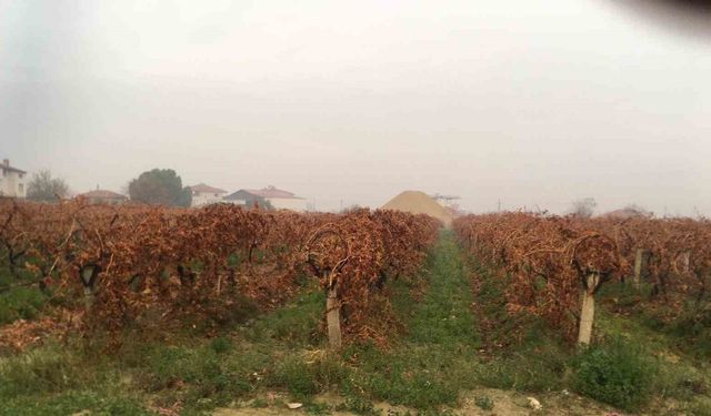 Sağanak Yağış Tarlalara Can Suyu Oldu