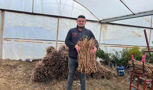 Sarıgöl’de Genç Girişimciler Sahada: 700 Bin Fidanla Ekonomiye Can