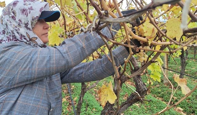 Sarıgöl’de Üzümde Sıfır İsraf: Dalda Kalanlar Pekmeze, Sirkeliğe Dönüşüyor!