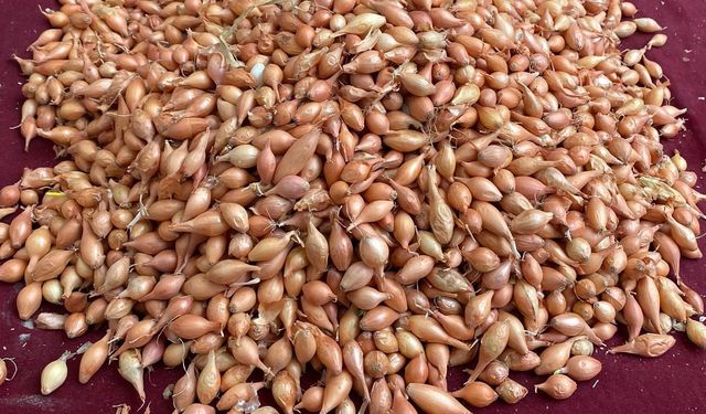 Soğan Üreticilerine Acil Dikim Uyarısı Yapıldı