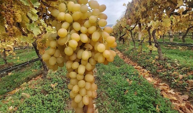 Tarımda şaşırtan gelişme: Dalında uzun süre tazeliğini koruyan üzümler ilgi odağı oldu