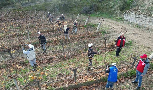 Üzüm bağlarında kaliteli ürün için doğru budama eğitimi