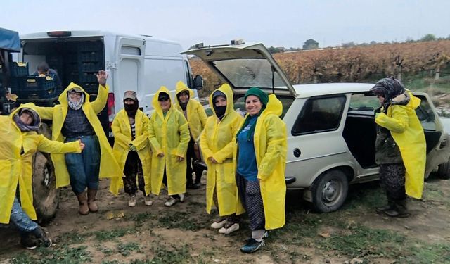 Yağmura Rağmen Üzüm Hasadı Durmadı! İşçiler Çamurla Mücadele Ediyor
