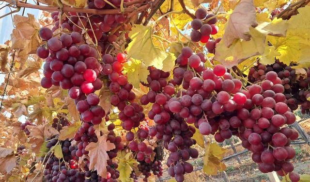 Yeni yıla taptaze üzüm: ürünler bağdan sofraya