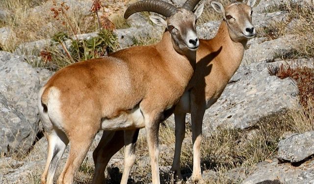 Yok Olmanın Eşiğinden Döndü: Anadolu Yaban Koyunu Popülasyonu Artıyor
