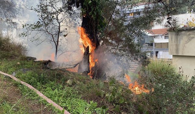 Çamlık alan yandı, faciadan böyle dönüldü