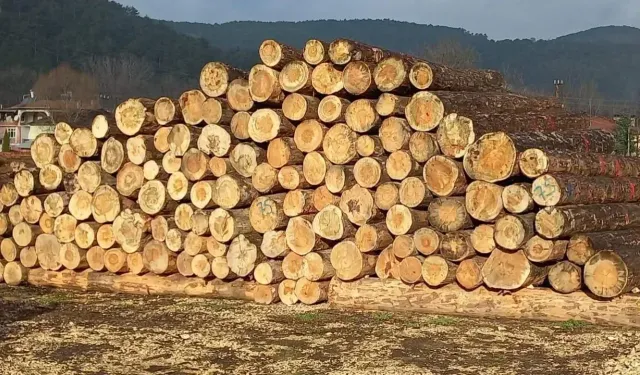 ORMAN EMVALİ İSTİFLEME HİZMETİ ALINACAKTIR