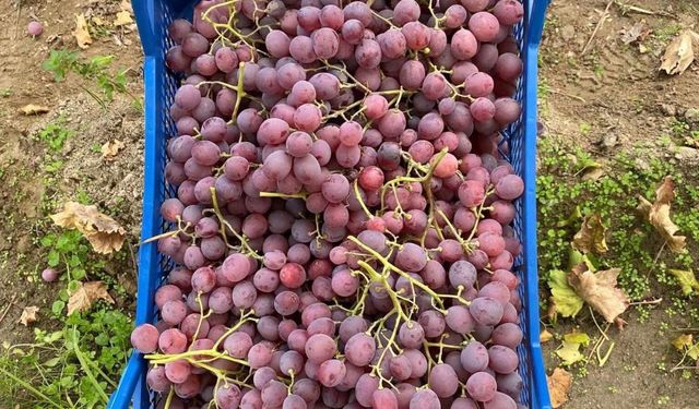 Üzüm hasadı yüz güldürüyor, 25 TL'den kapışılıyor