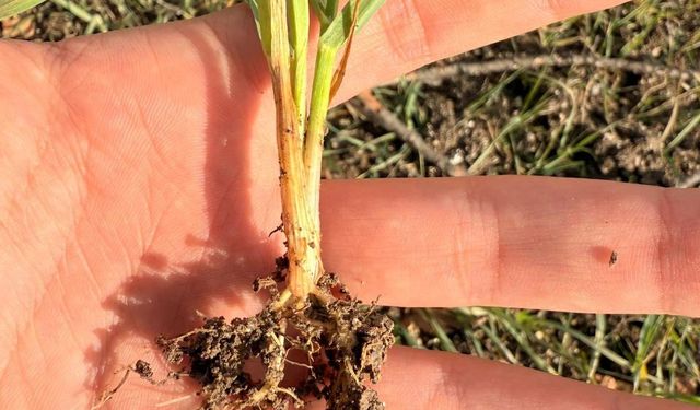 Şaphane’de Meyve ve Hububat Takibi Başladı