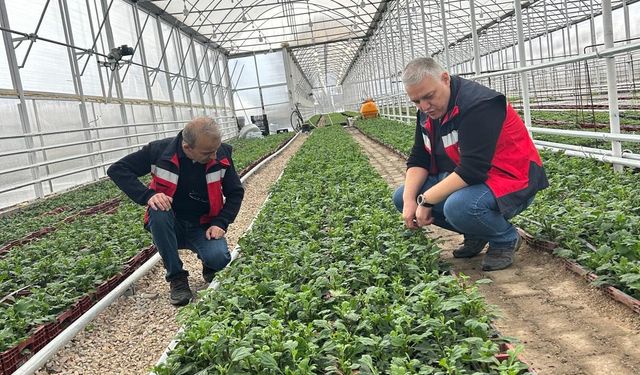 Simav Tarımı Mercek Altında