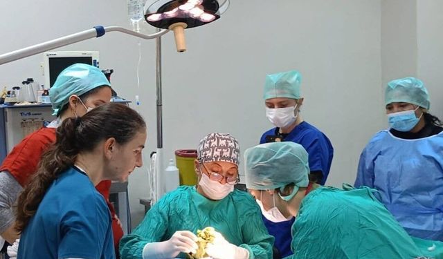 Hayvan Hastanesinde Yoğun Mesai: 3 Bin Hastaya Şifa