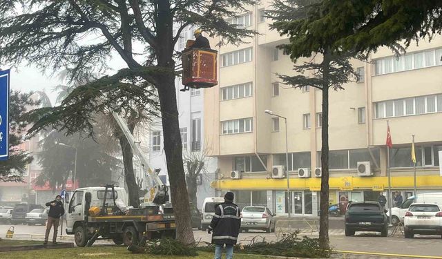 Kütahya’da Olası Tehlikelere Karşı Riskli Ağaçlara Önlem