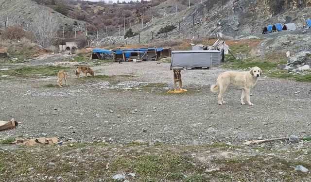 Onlarca köpek bu yuvalarda ısınıyor