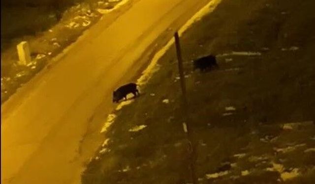 Soğuk Bastırdı, Yaban Hayvanları Şehre İndi!