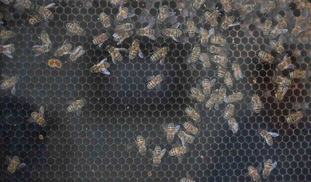 Üreticiye Dev Destek: Manisa’da 144 Milyon TL’lik Kırsal Yatırım