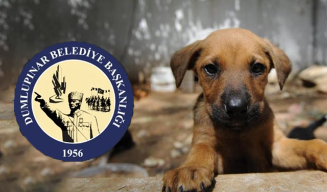 Dumlupınar Belediyesi’nden Hayvanlara Kötü Muameleye Rekor Cezalar