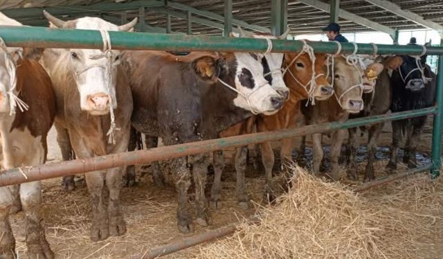 Gediz hayvan pazarı bu tarihte yeniden açılıyor