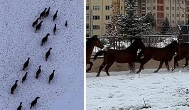 Bu Sefer Ne Kurt Ne Domuz! Kar Bastırınca Kente İndiler