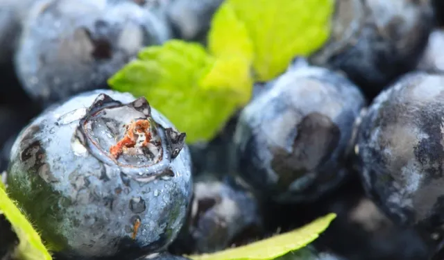 Mor mucizenin gücü: Düzenli tüketenlerde kalp ve bilişsel performans artıyor