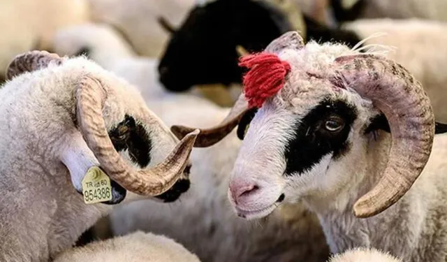 Gediz'de kurban bayramı için kritik kuranın tarihi açıklandı