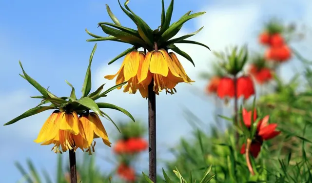 Kütahya’nın gizli hazinesi ortaya çıktı: Yüzlerce endemik tür!