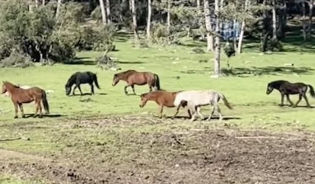 Kütahya'da görenin hayran kaldığı atlar bu kez o yayladan çıktı