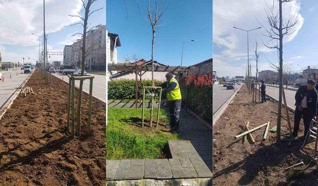 Bursa'nın 700 yıllık mirası 700 çınarla kök salıyor