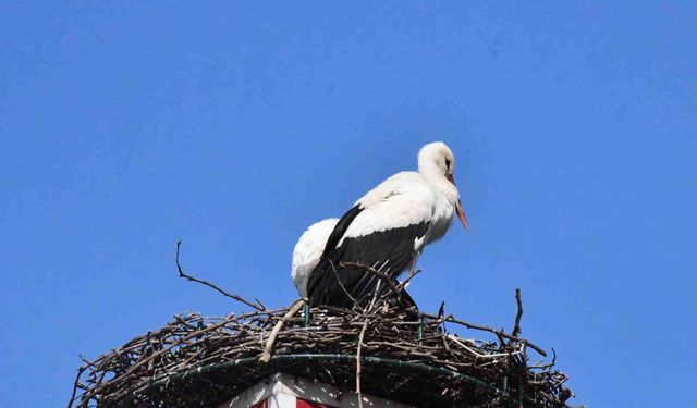 Göçmen leylekler İznik’e döndü: Yuvalar hâlâ yetersiz