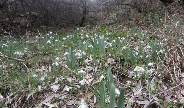 Kütahya'da Milli Park'ta bunu koparanın ocağı sönecek: 699 bin TL ceza!