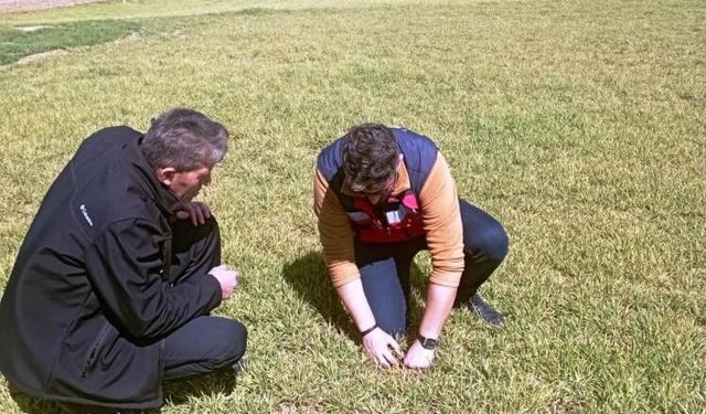 Aslanapa’da Hububatta Soğuk Alarmı! Ekipler Sahaya İndi