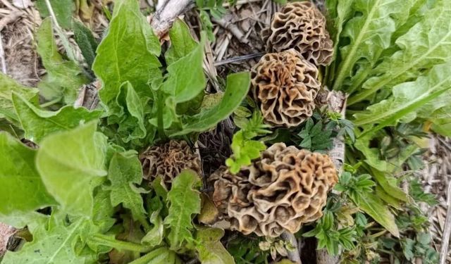 Kütahya'da doğada toplanılıyor: Kuzugöbeği mantarı bin liradan satılıyor!