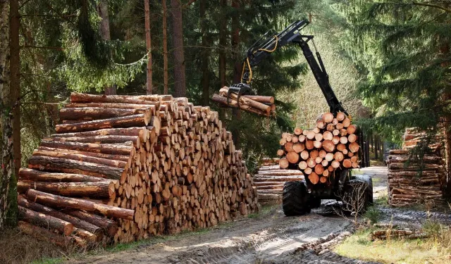 ORMANCILIK ÇALIŞMALARININ TAKİBİ VE KONTROLÜ HİZMETİ ALINACAKTIR