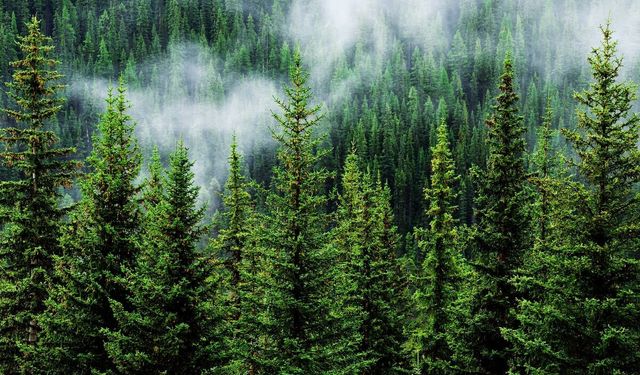 ORM. MÜH/ORM. YÜKSEK MÜH. TEKNİK DEN. VE KONT. HİZMET ALIMI İŞİ