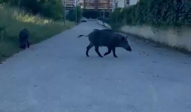 Domuzlar yerleşim yerine inerek yiyecek aradı