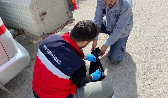 Emet’te kedi ve köpek sahiplerine mikroçip bilgilendirmesi