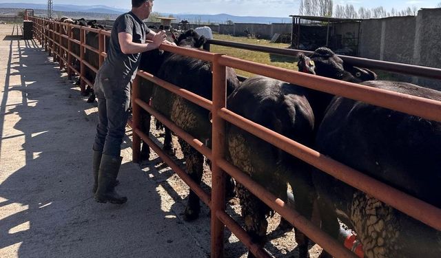 Kütahya’da hayvancılık denetimi: İthal damızlık sığırlar tek tek incelendi