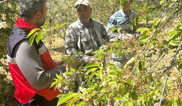 Simav’da üretim alanlarında hastalık mesaisi: Bahçelerde inceleme yapıldı