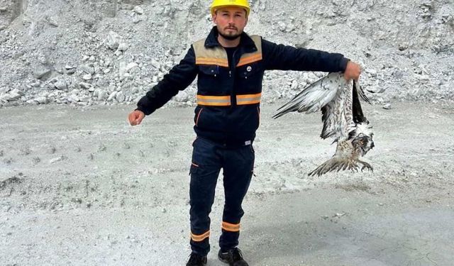 Kütahya'da işçiler, ölümün kıyısındaki balık kartalına can suyu oldu