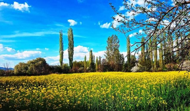 Kütahya'da fotoğraf makinesini alan buraya gidiyor, sarı altın göz kamaştırıyor