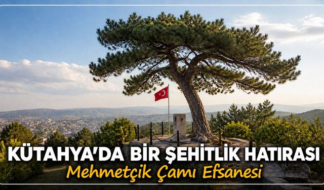 Şehidin avucundaki filizden doğan efsane: Mehmetçik Çamı’nın ardında ne var?