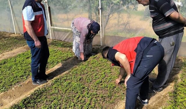 Emet'te seralarda hastalık riski ve üretim yöntemleri için bilgilendirme yapıldı