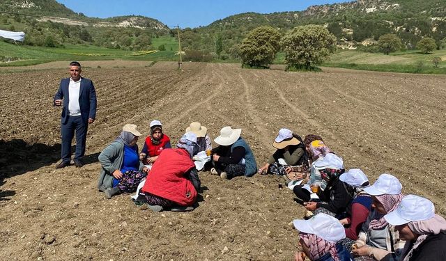 Sigara zamları Kütahya'yı teğet mi geçecek: İlk tütün ekimi yapıldı