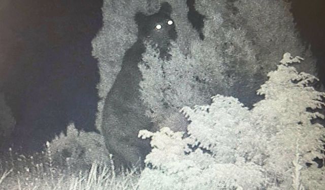 Eğrigöz Dağı’nın Koca Oğlanı Gece Kamerasına Yakalandı!