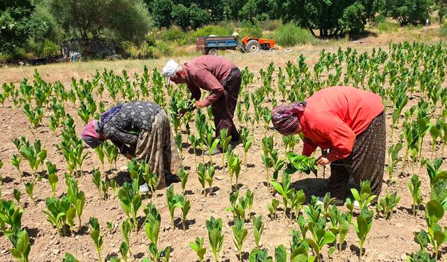 Şöhreti Kütahya'yı aşmıştı: Hisarcık'ta üretilen Türkiye'nin kaliteli tütünü tarihe karışıyor