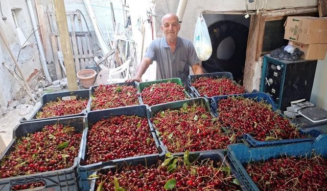 Kütahya'da üreticiler vişne alım fiyatından memnun değil: İşçinin yevmiyesini karşılamıyor tepkisi!