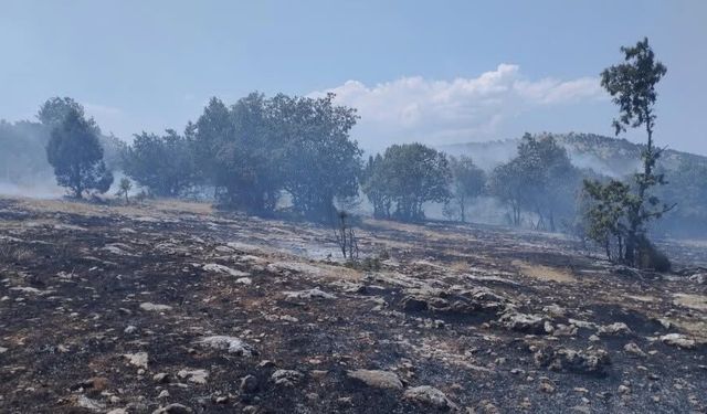 Vali Musa Işın Yangın Bölgesinde: Hasarın Boyutu Açıklandı