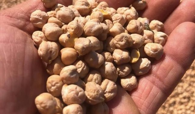 Kütahya’da Yüzde 75 Hibeli Destek Meyvesini Verdi: Tonlarca Nohut Hasat Edildi