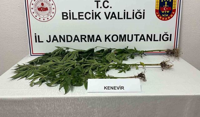 Bilecik'te yasadışı kenevir ekimi ortaya çıkarıldı